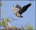_0SB6757 great-blue heron returning to nest